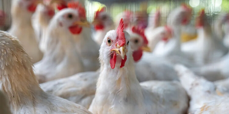 ABD'de 2017'den itibaren ilk H7N9 kuş gribi salgını görüldü