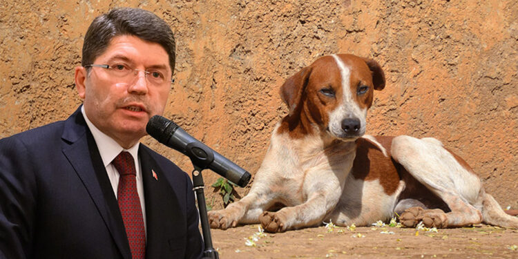 Bakan Tunç'tan 'sahipsiz hayvan' açıklaması