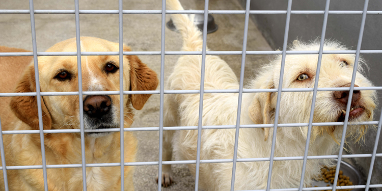 20 yılda 566 bin 791 hayvan sahiplendirildi