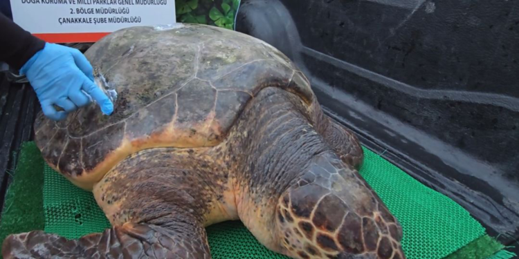 2025'te 1183 yaban hayvanı, tedavi edilerek doğaya bırakıldı