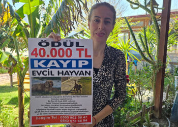 Kaybolan köpeği Çilek'i bulana 40 bin lira ödül verecek