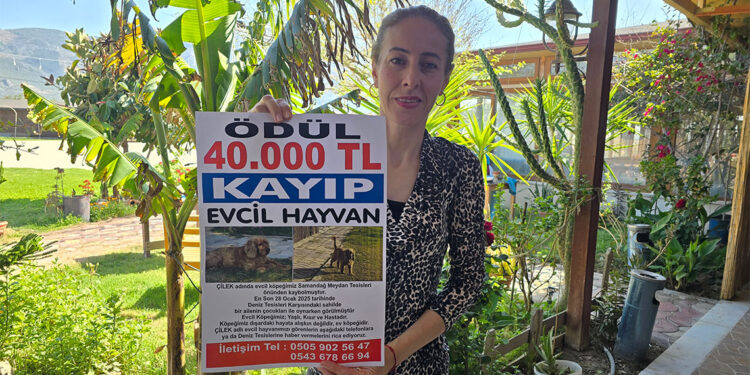 Kaybolan köpeği Çilek'i bulana 40 bin lira ödül verecek
