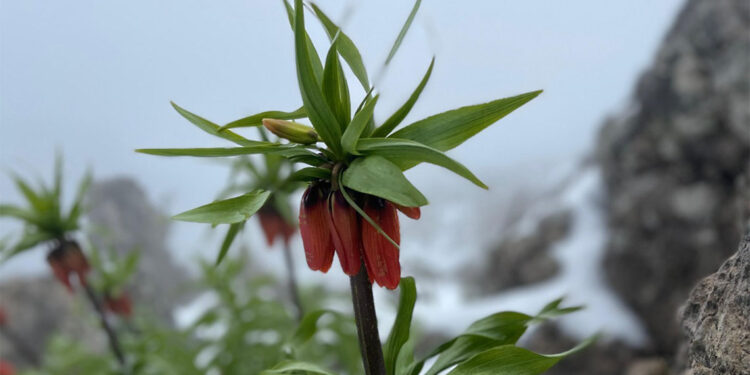 Kar altındaki ters laleler görüntülendi