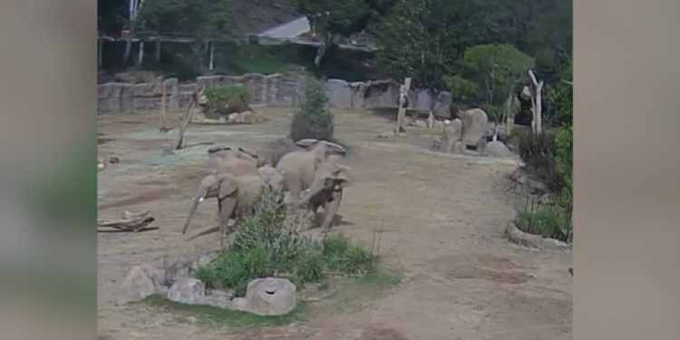 ABD'de filler, deprem sırasında ‘uyarı çemberi’ oluşturdu