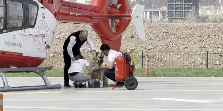 Ambulans helikopter pistinde ilginç görüntü