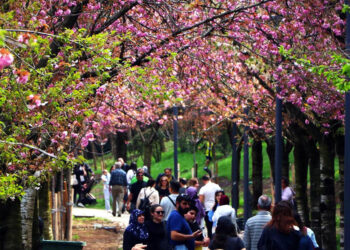 Dikmen Vadisi'ndeki Japon kiraz ağacı sakuralar çiçek açtı