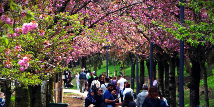 Dikmen Vadisi'ndeki Japon kiraz ağacı sakuralar çiçek açtı