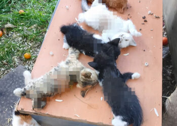 10 kedi kesici aletle saldırıya uğradı; yavru kediler öldü