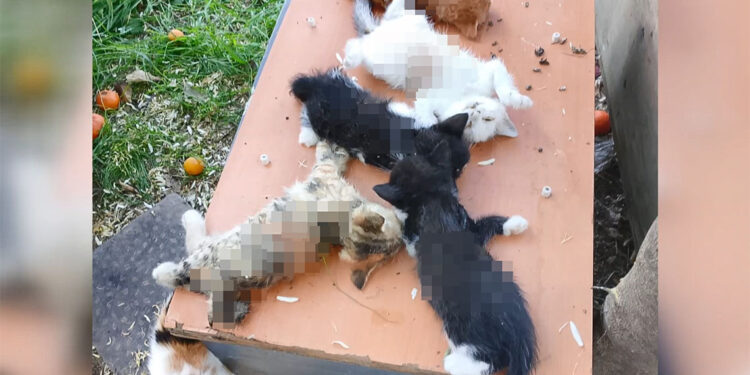 10 kedi kesici aletle saldırıya uğradı; yavru kediler öldü