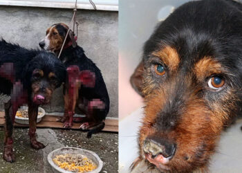 Araç arkasında sürüklenen 2 köpek, aylar sürecek tedaviye alındı