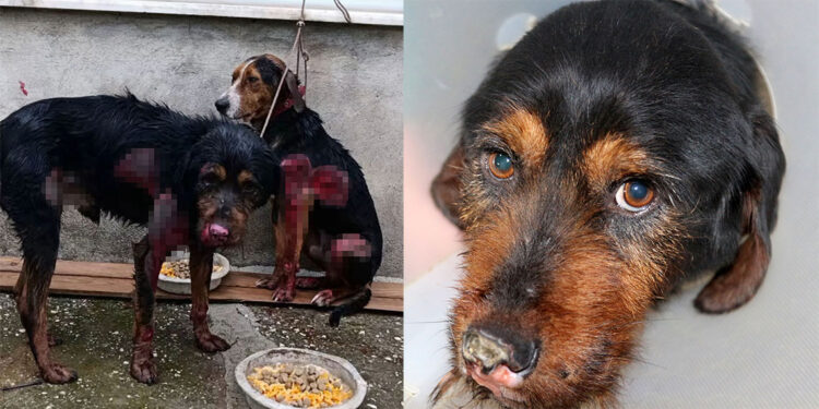 Araç arkasında sürüklenen 2 köpek, aylar sürecek tedaviye alındı