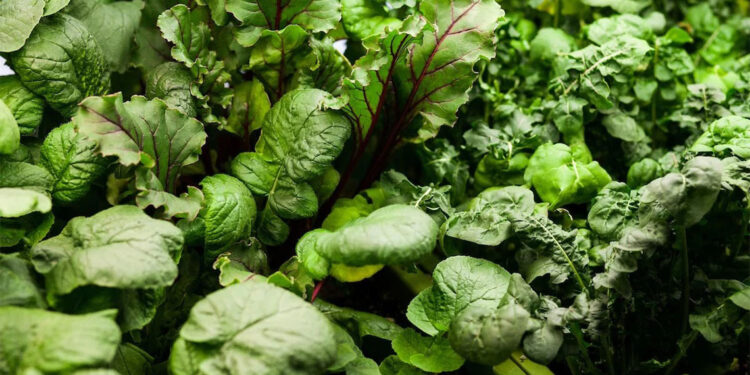 K vitamini eksikliği beyin sağlığına zarar veriyor