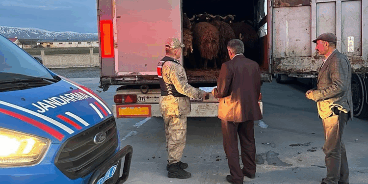 Ağrı'da çalınan 300 küçükbaş, Bitlis'te bulundu
