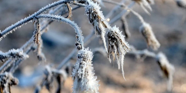 Ankara Valiliği'nden zirai don riskine karşı uyarı