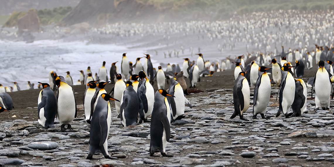 Antarktika'da doğayı gözlemleyip, fotoğraflıyor