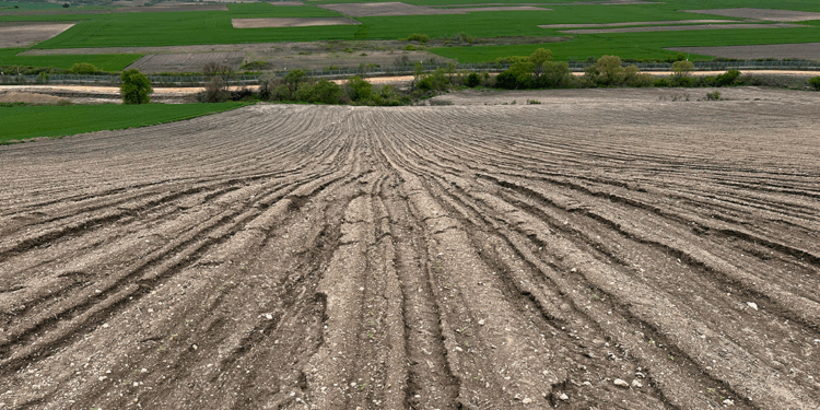 Ayçiçeği sel ve doludan zarar gören üretici, yeniden ekim yapacak
