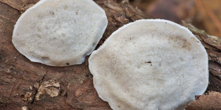 Bilim insanları en acı maddeyi buldu