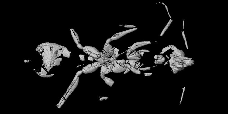 En eski karınca fosili gün yüzüne çıkarıldı