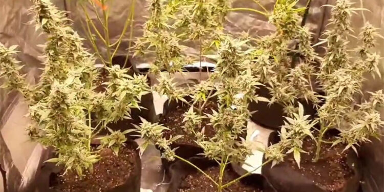 Bursa'da jandarmanın narkotik operasyonlarında 19 şüpheli tutuklandı