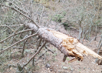 Bolu'da kar yükünü taşıyamayan binlerce ağaç devrildi