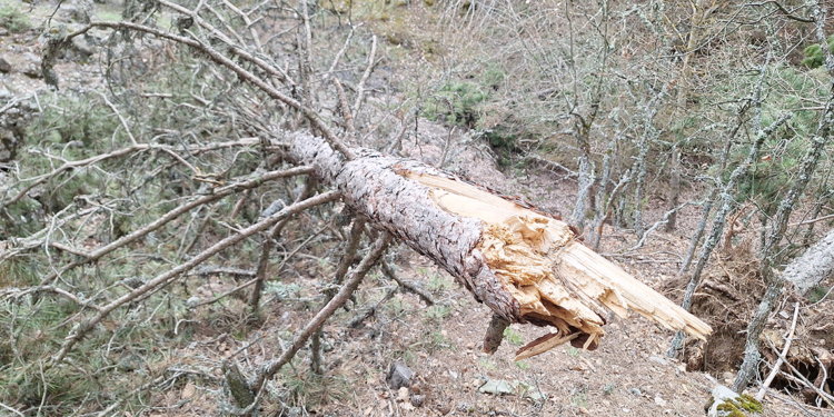 Bolu'da kar yükünü taşıyamayan binlerce ağaç devrildi