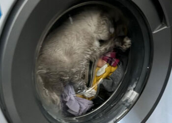 Çalışan çamaşır makinesinde sıkışan kedi kurtarıldı