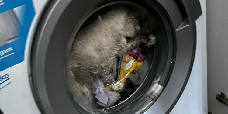 Çalışan çamaşır makinesinde sıkışan kedi kurtarıldı