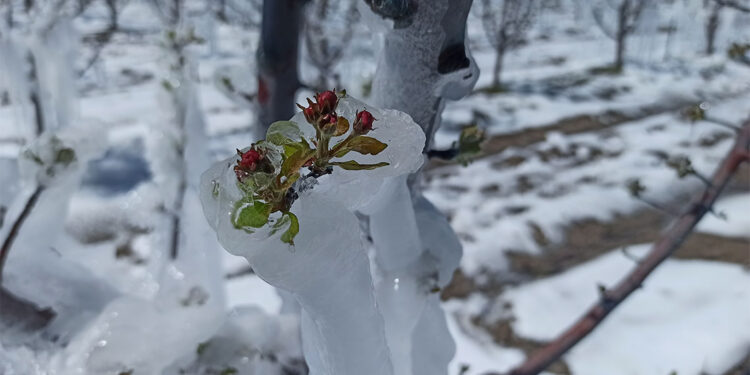 Zirai dona karşı 'Spring' yöntemi