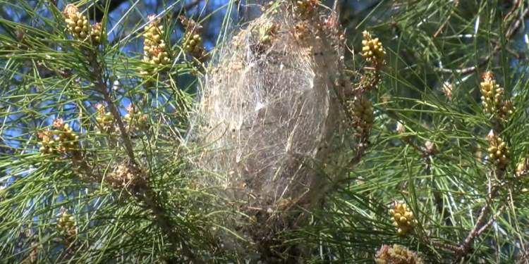 Çam kese böcekleri ile biyolojik mücadele 