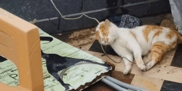 Cami avlusunda iple boğulmuş kedi bulundu