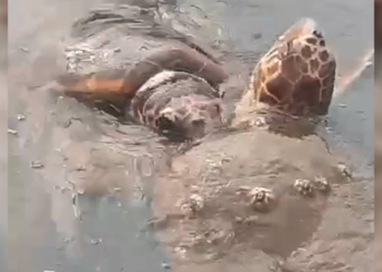 Caretta carettaların çiftleşme döneminde sessizlik uyarısı