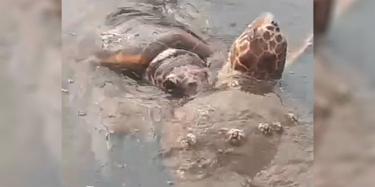 Caretta carettaların çiftleşme döneminde sessizlik uyarısı