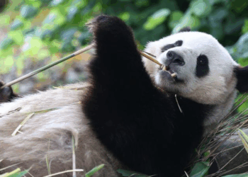Çin, Avusturya'ya iki dev panda gönderdi