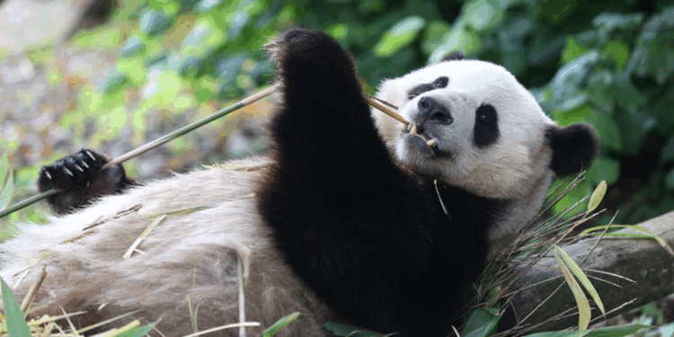 Çin, Avusturya'ya iki dev panda gönderdi