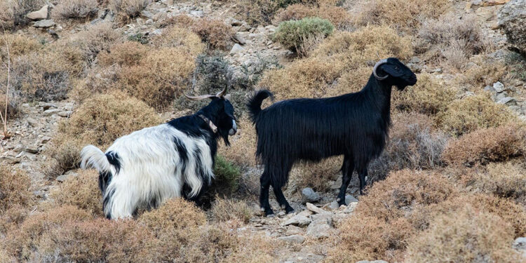 Datça'da mavi dil hastalığı karantinası