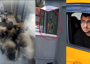 Doktorun katlettiği köpek sayısı 26'ya çıktı!