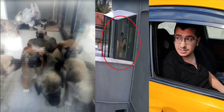 Doktorun katlettiği köpek sayısı 26'ya çıktı!