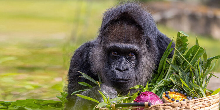 Dünyanın en yaşlı gorilinin 68’inci yaş günü kutlandı