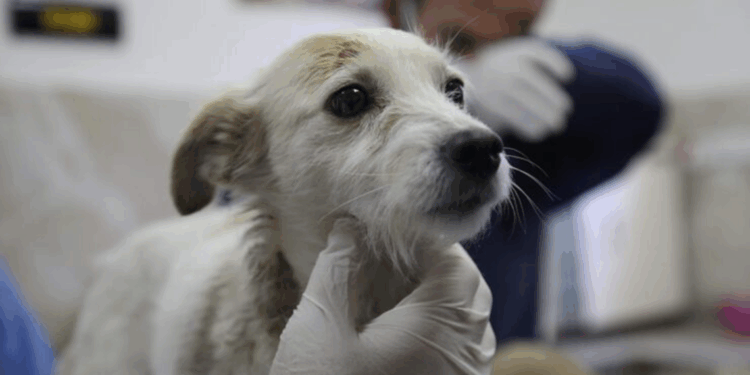 Deprem hayvanlarda travmaya neden olabilir 