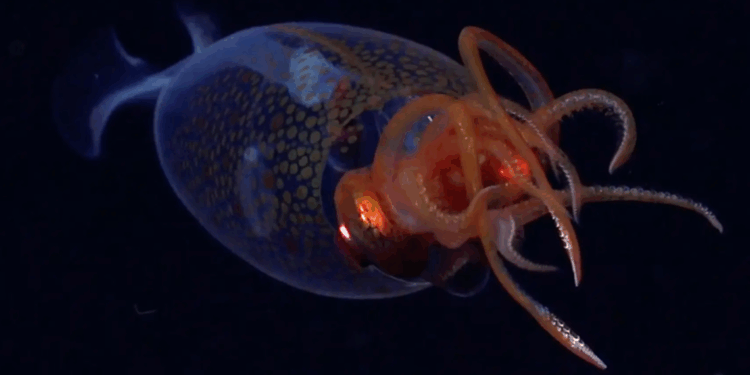 Dev kalamar ilk kez canlı olarak görüntülendi