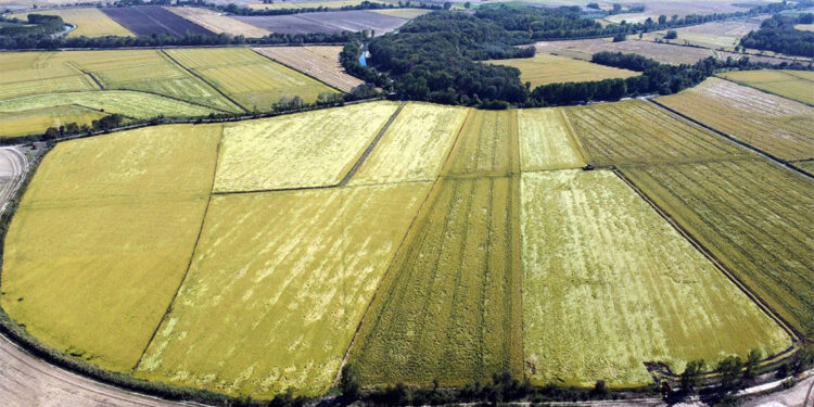 Tunca Nehri'nde yatak temizliği yapılıp, su biriktirme alanları oluşturuluyor