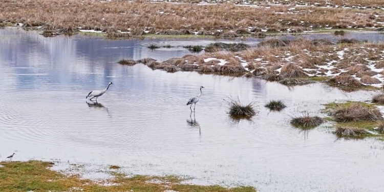 Ekşisu Sazlığı'nda turnalar, yavrularıyla görüntülendi