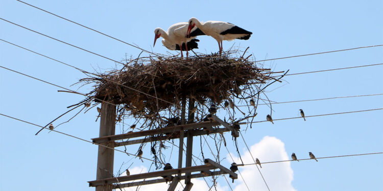 Elektrik direğine 18 yıldır leylekler yuva yapıyor