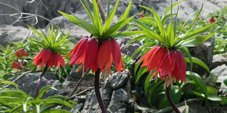 Ters laleleri görmek için Sason'a geliyorlar