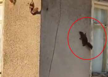 Evin duvarında gezinen 3 sincap görüntülendi