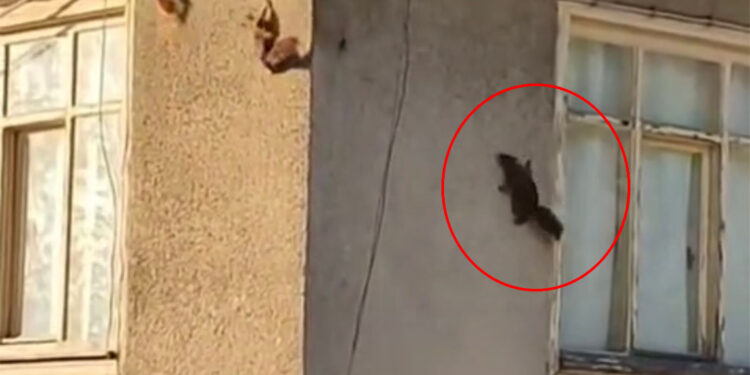Evin duvarında gezinen 3 sincap görüntülendi