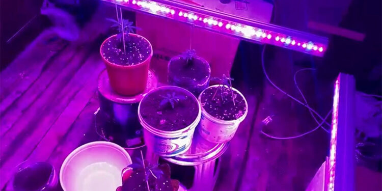 Evine özel sistem kurup kenevir yetiştiren şüpheliye gözaltı