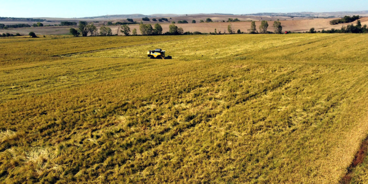 Edirneli üretici, bu yıl kuraklık endişesi yaşıyor
