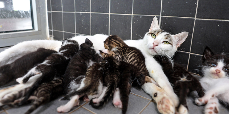 Engelli hayvanlar için 'yuva' çağrısı