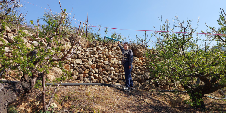 Erik üreticilerinden çiçekleri yiyen kuşlara karşı tüfek sesli önlem